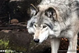 狼队战平对手,球员寻求更多积分 狼队战平对手,球员寻求更多积分